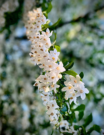 Japanese Snowbell