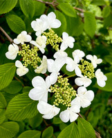 Viburnum