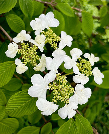 Viburnum