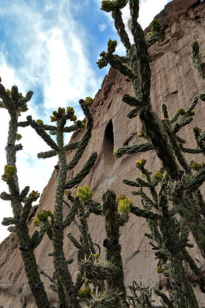 Ocotillo