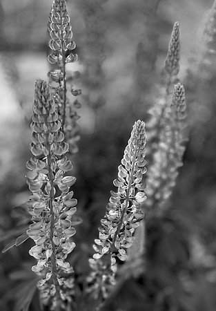 Lupine
