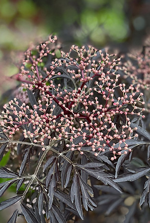 Elderberry