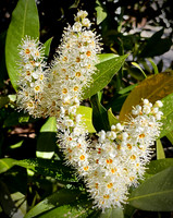 Cherry Laurel