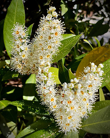 Cherry Laurel