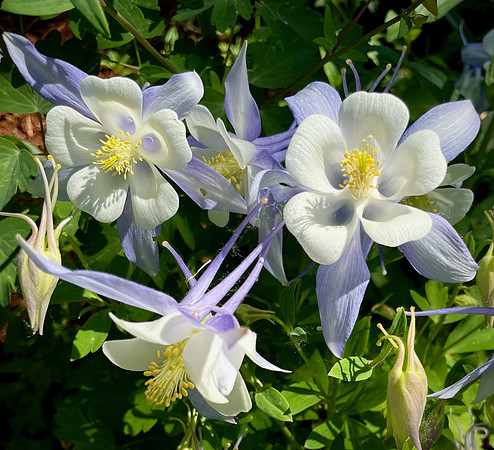 Columbine