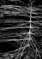 Horsetail