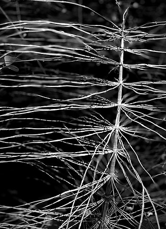 Horsetail