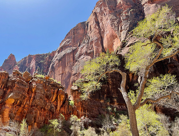 Zion Color