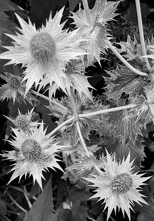 Thistle
