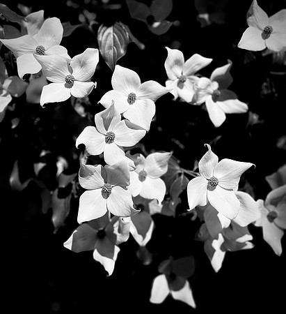 Dogwood