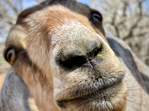 Hamming it up
