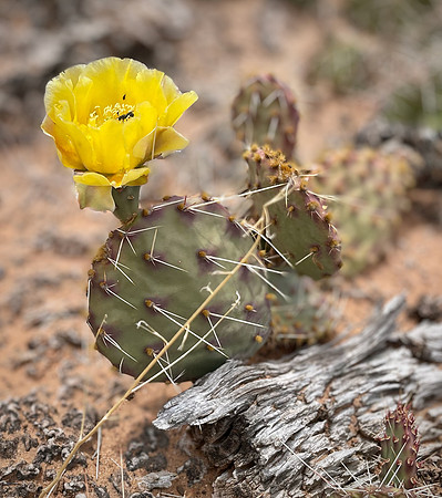 Prickly Bloom