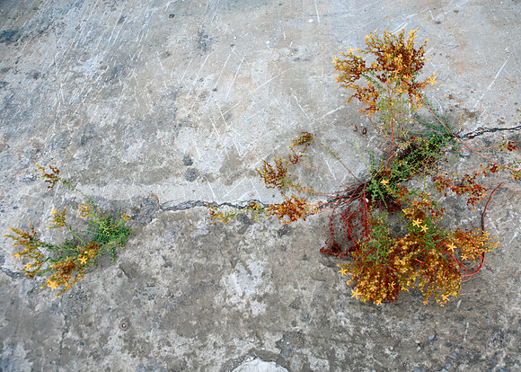 Crevice Flora