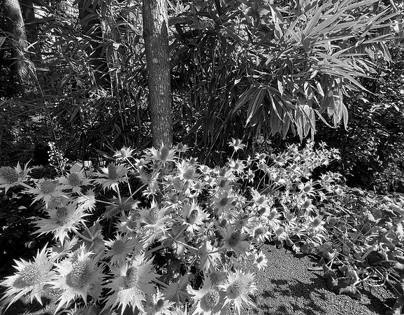 Thistle Array