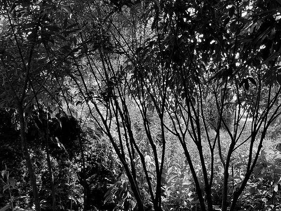 Jungle