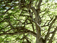 branches
