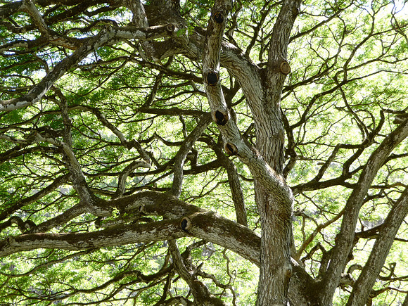 branches