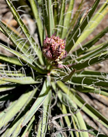 Blooming and Mighty Pointy