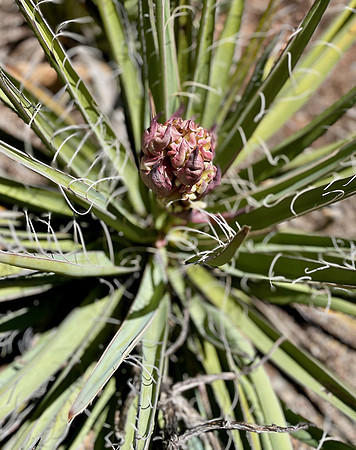 Blooming and Mighty Pointy