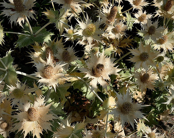 Dappled Thistle